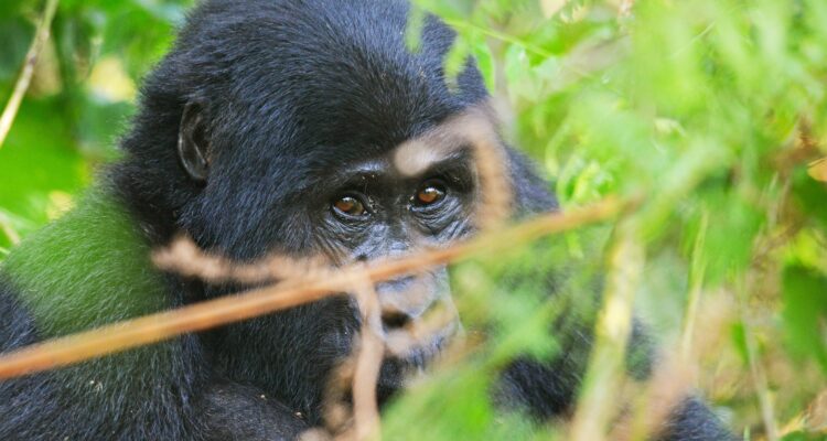 Is 12 Days Uganda gorilla trekking, Chimpanzee and wildlife worth it this season 